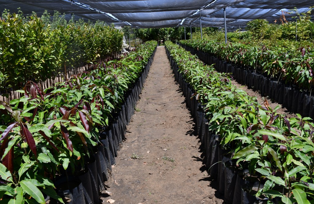 EN 2024, CEPROVEG HA PRODUCIDO 46 MIL PLANTAS DE ORNATO