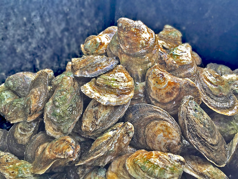 REANUDA COEPRIS EXTRACCIÓN DE MOLUSCOS BIVALVOS EN PUERTO ADOLFO LÓPEZ MATEOS