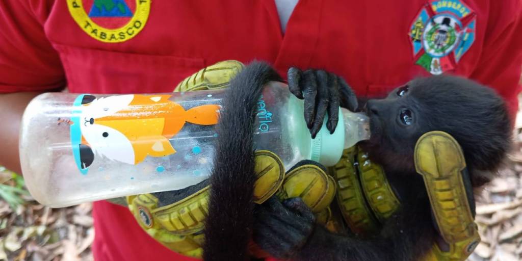 Se coordinan autoridades para determinar la causa de muerte de ejemplares de vida silvestre en Tabasco y Chiapas