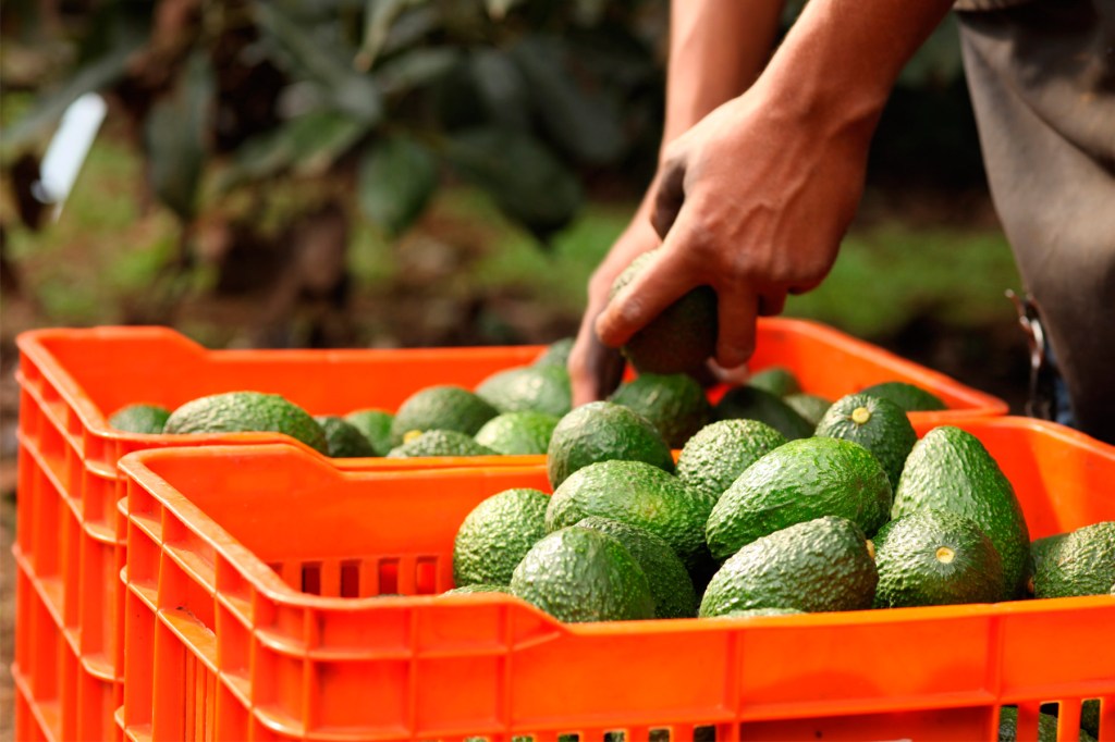 Propone Agricultura inspección mexicana para exportaciones de aguacate y mango a EU