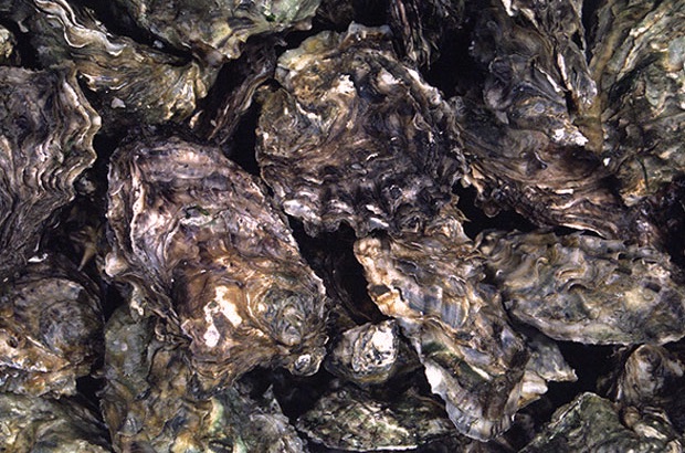 COEPRIS CIERRA PRECAUTORIAMENTE LA EXTRACCIÓN DE MOLUSCOS BIVALVOS EN ESTEROS EL CARDÓN Y COYOTE