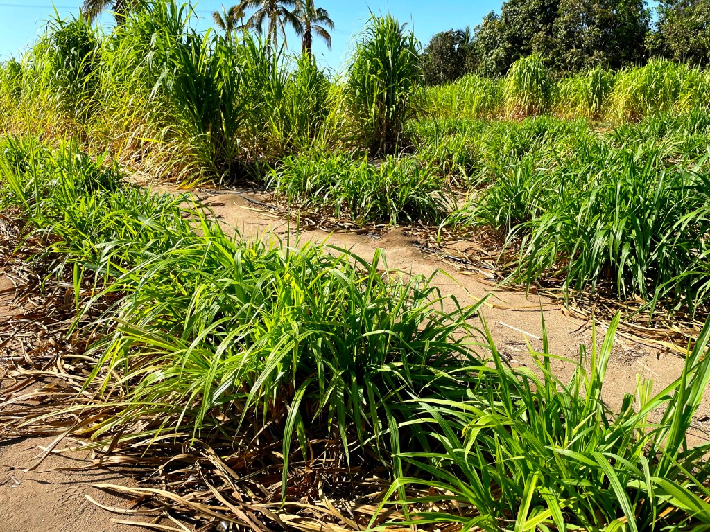 DISTRIBUYE SEPADA MÁS DE 6 MIL KILOS DE ZACATE CUBA 22 A PRODUCTORES DE BCS