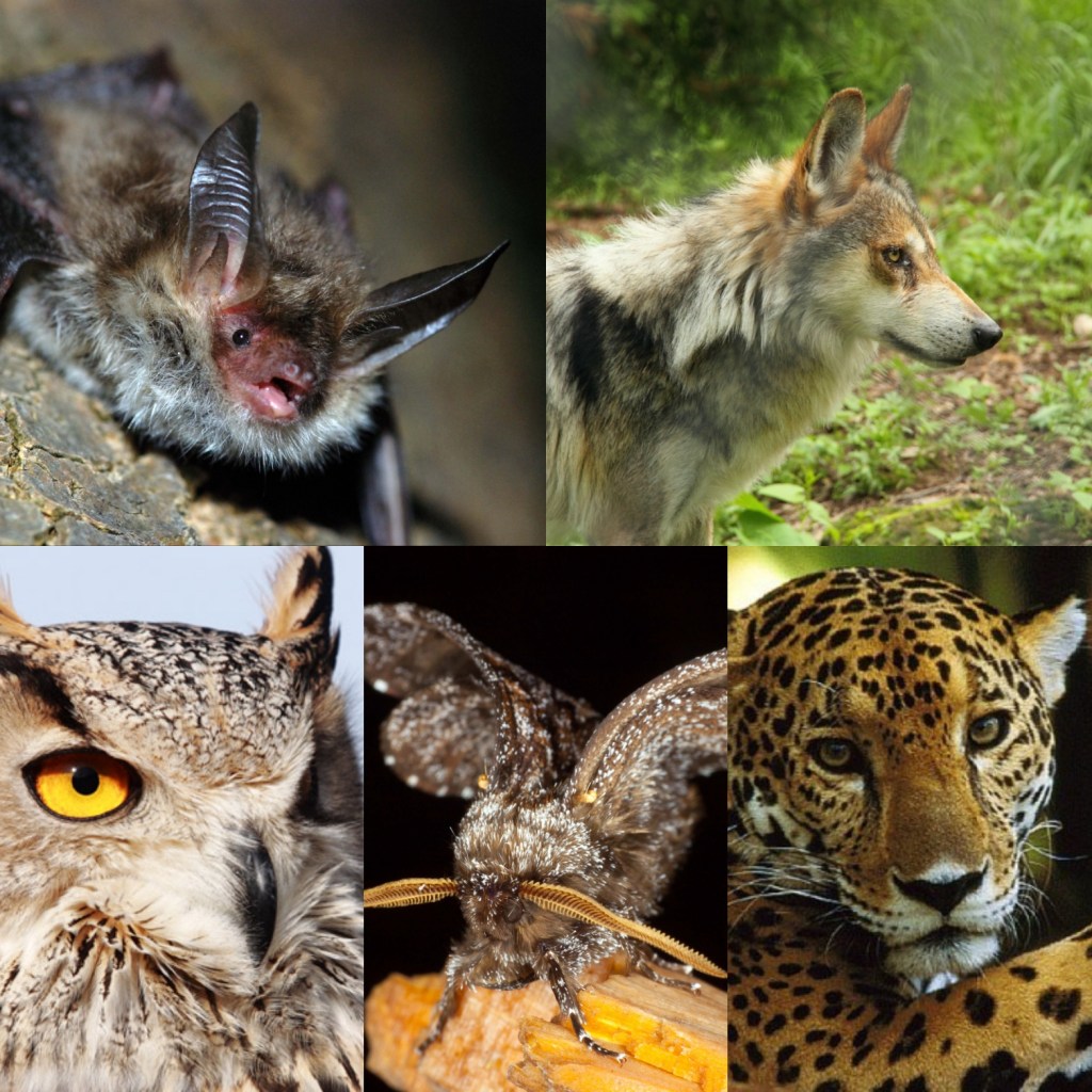 SANCIONES DE HASTA 5 MILLONES DE PESOS PARA QUIENES EXHIBAN ANIMALES SILVESTRES CON FINES COMERCIALES, PLANTEA EL PARTIDO&nbsp;VERDE