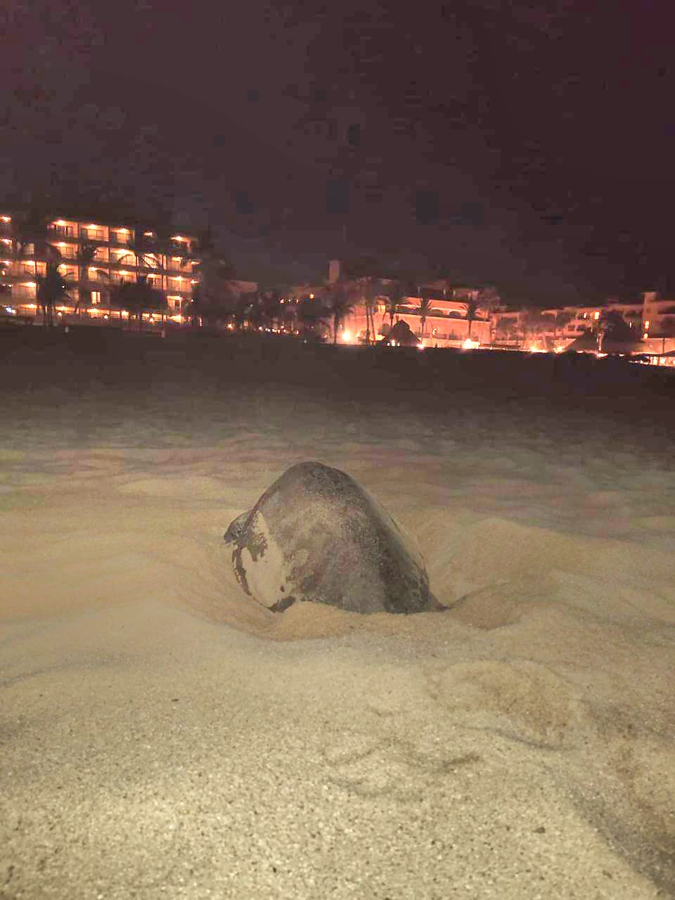 El Programa de Tortuga Marina trabaja los 12 meses del&nbsp;año