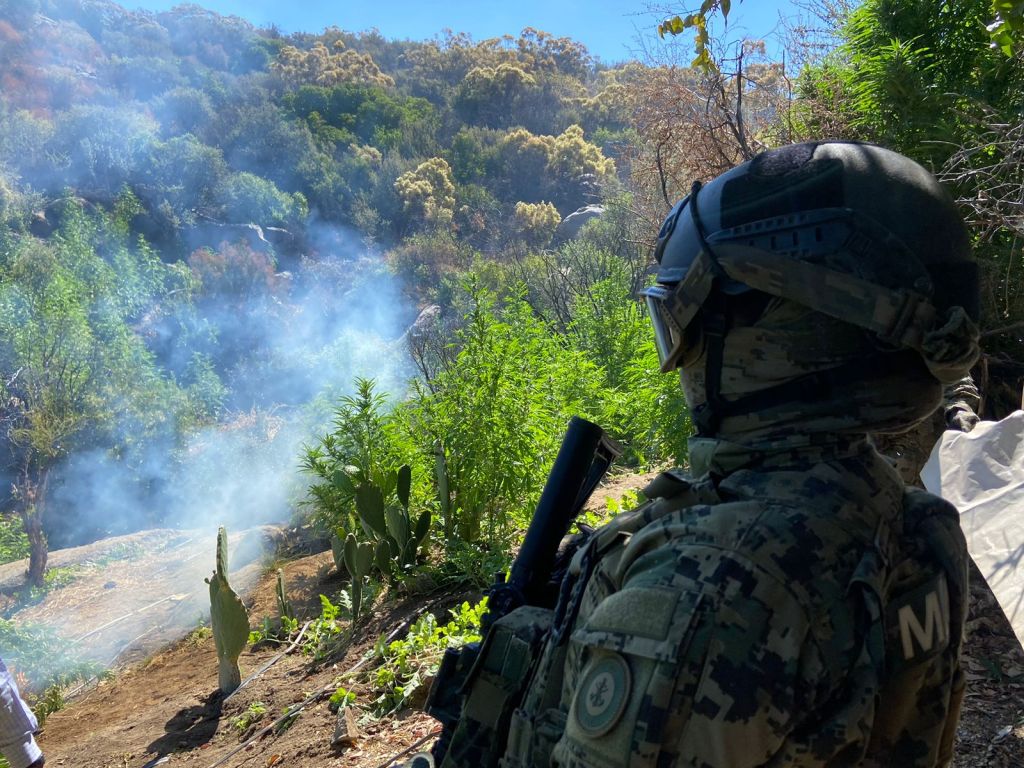 #Marina localiza, asegura e incinera plantíos de marihuana, en el norte de&nbsp;#BajaCalifornia