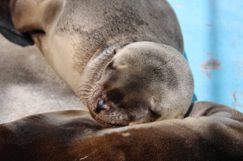 Avanzan en comisiones reformas para prohibir celebración de espectáculos fijos o itinerantes con mamíferos marinos