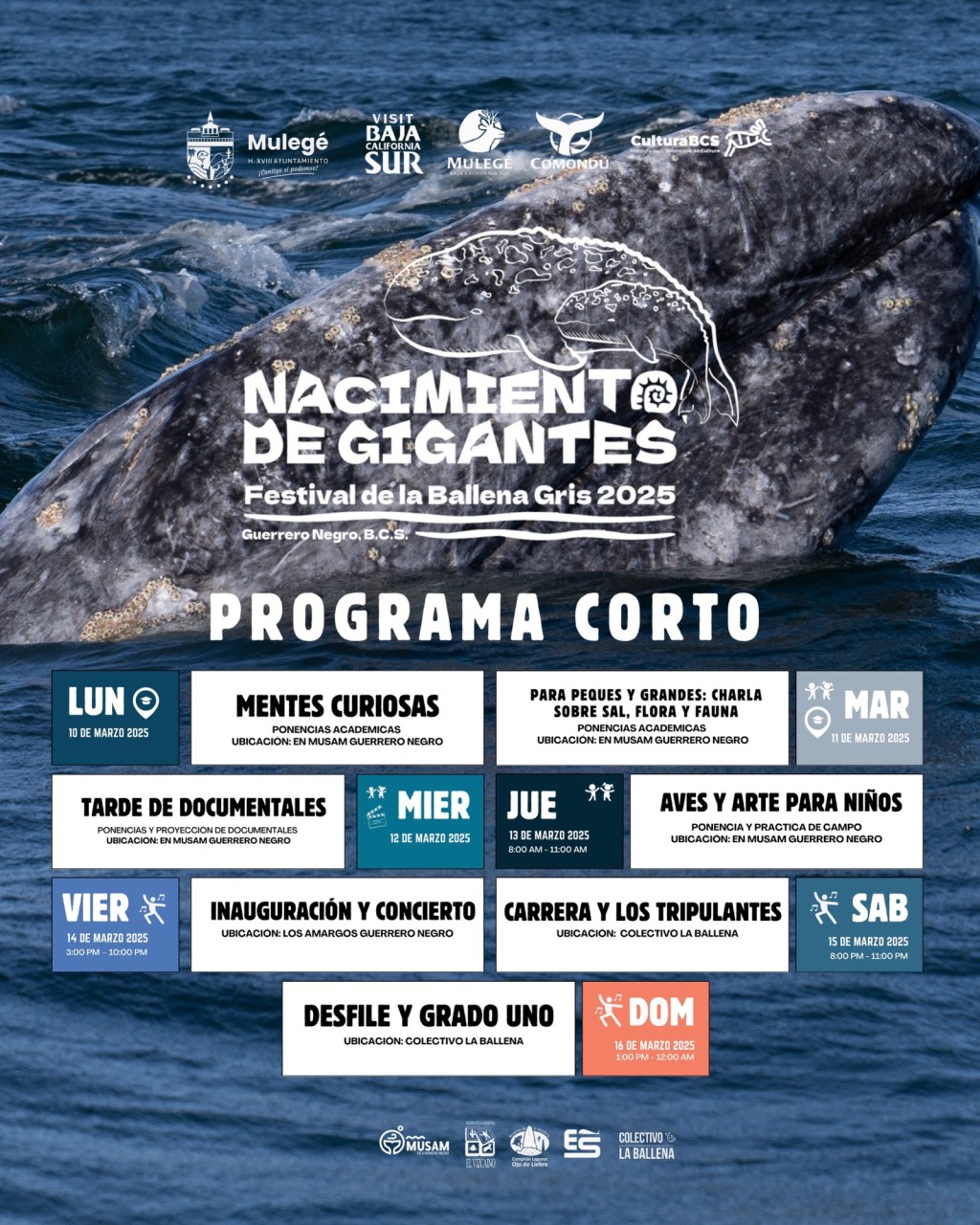 ANUNCIAN FESTIVAL DE LA BALLENA GRIS GUERRERO NEGRO 2025: NACIMIENTO DE GIGANTES