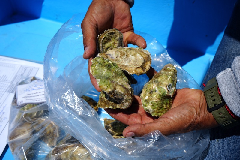 Cierran precautoriamente la extracción de moluscos bivalvos en la bahía de La Paz:&nbsp;COEPRIS