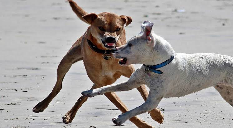 SANCIÓN DE 3 A 6 AÑOS DE CÁRCEL PARA QUIEN REALICE PELEAS DE PERROS, PROPONE PARTIDO VERDE EN LA CÁMARA DE DIPUTADOS
