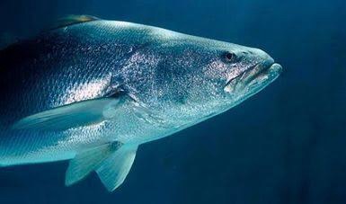 Comisiones aprueban reformas para proteger a la totoaba