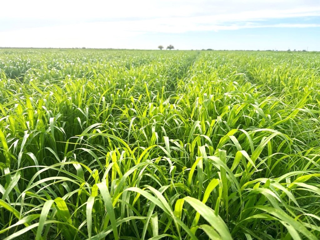 El Gobierno Federal y Estatal destinan 24 mdp para el Plan Estratégico de Atención a la Sequía en beneficio del sector&nbsp;ganadero