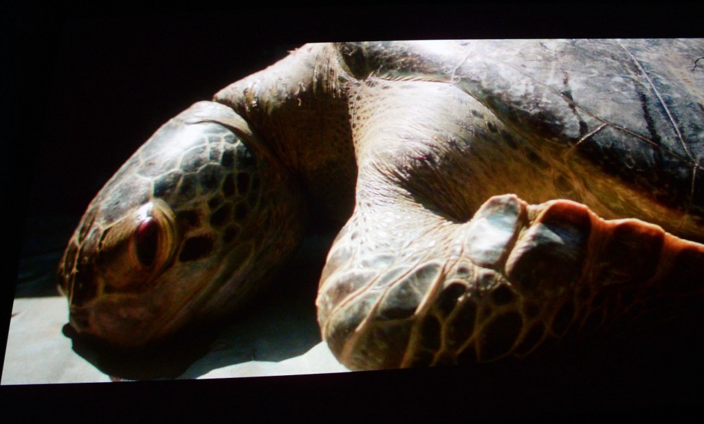 EL LLANTO DE LAS TORTUGAS&nbsp;ARRANCA GIRA COMERCIAL CON SU MENSAJE&nbsp;AMBIENTALISTA