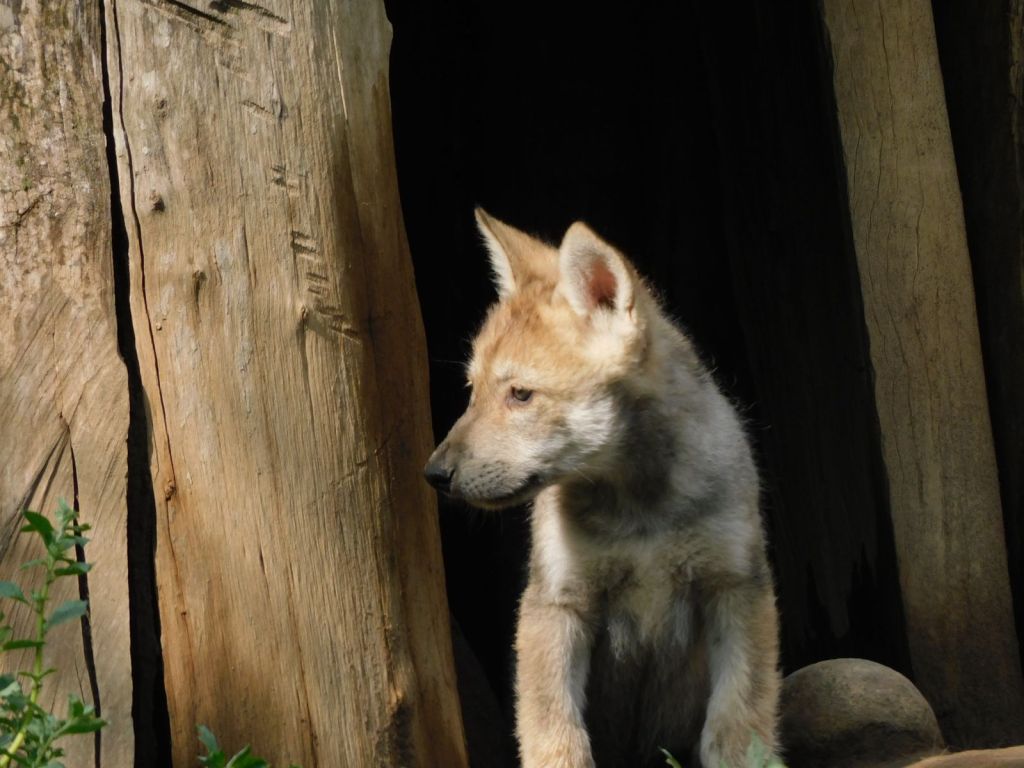 Nacen cuatro crías de lobo mexicano en el Centro de Conservación de la Vida Silvestre San Juan de&nbsp;Aragón