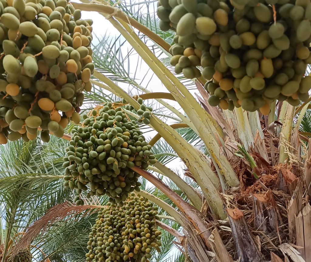 Destaca SEPADA producción de más de 600 toneladas de dátil en&nbsp;Mulegé