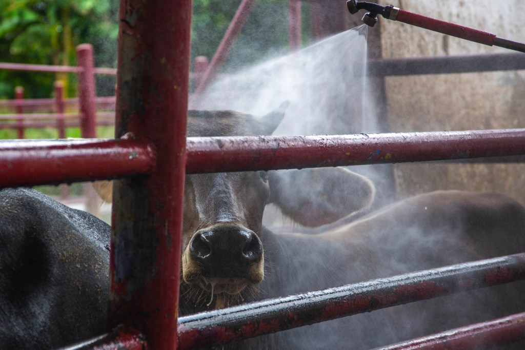 A un año del primer caso de GBG, Gobierno de México evita la dispersión al norte del país con más de 4 mil millones de moscas estériles y una inversión de más de 2 mil&nbsp;mdp