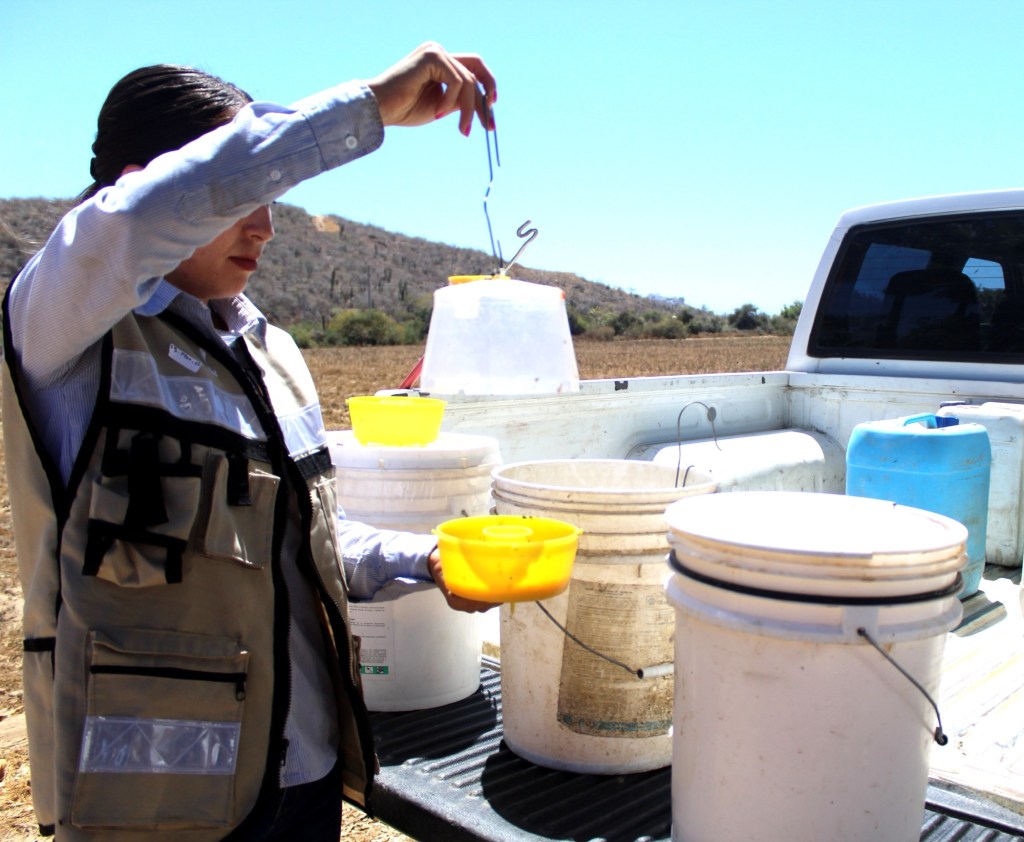 Refuerza Gobierno Estatal acciones para mantener zona libre de mosca de la&nbsp;fruta