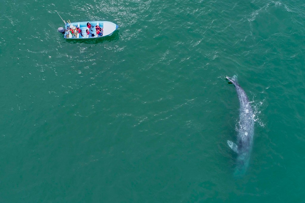Inicia el Festival de la Ballena Gris en Puerto Adolfo López Mateos este viernes 30 de&nbsp;enero