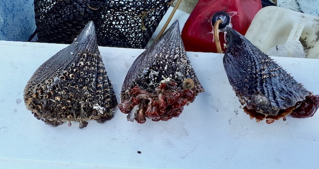 Suspenden&nbsp;de manera precautoria la extracción de moluscos bivalvos en los esteros La Bocana y El Coyote&nbsp;en&nbsp;Mulegé