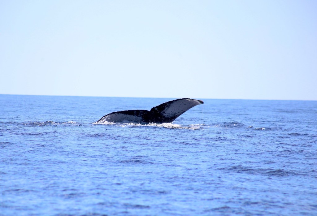 Inicia&nbsp;Gobierno de Los Cabos&nbsp;el&nbsp;programa de avistamiento de ballenas&nbsp;para&nbsp;niñez&nbsp;de nivel&nbsp;primaria