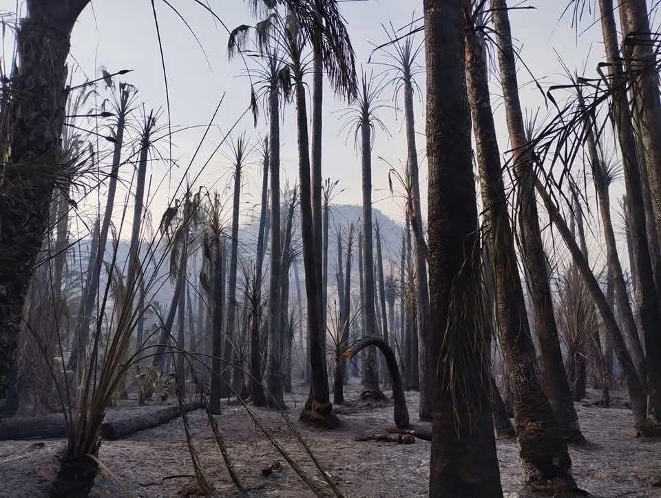 Baja California Sur participará en Reunión Nacional de Protección Civil sobre Incendios Forestales&nbsp;2026