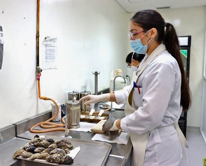 Análisis del Laboratorio de Salud Pública&nbsp;refuerzan la seguridad y exportación de moluscos en&nbsp;BCS