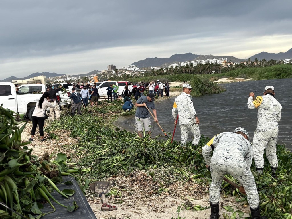 Realizan jornada de limpieza interinstitucional “Juntos al Tequio” en el Estero de San José del&nbsp;Cabo