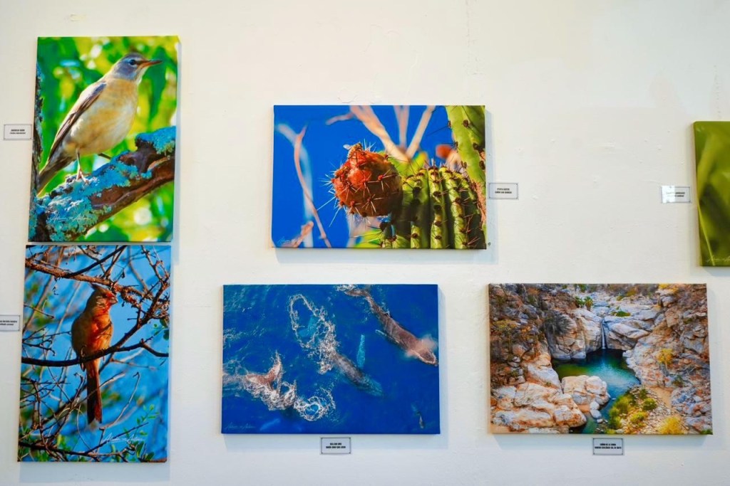 Presenta Ayuntamiento de Los Cabos la muestra fotográfica “Sierra, Mar y&nbsp;Desierto”