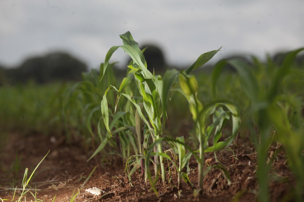 Simplifica Agricultura trámites para incentivos al maíz blanco del ciclo Primavera-Verano 2025