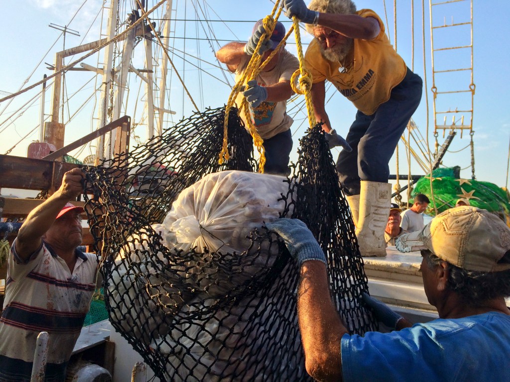 Anuncia Conapesca seis periodos de veda y cinco de aprovechamiento en&nbsp;marzo