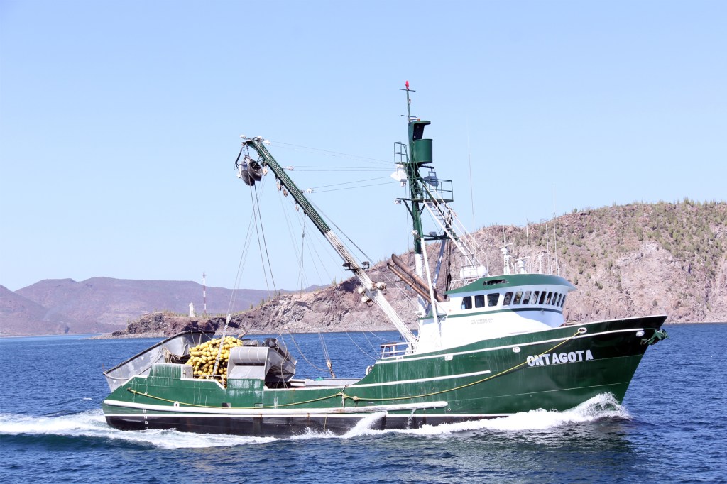 Establece Conapesca volúmenes de captura permisibles para sardina, anchoveta y&nbsp;macarela