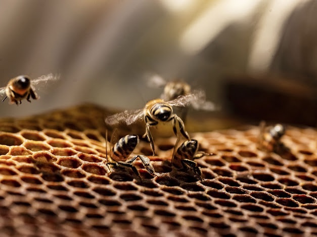 Senasica lanza campaña nacional para proteger la salud de las abejas y de la apicultura&nbsp;mexicana