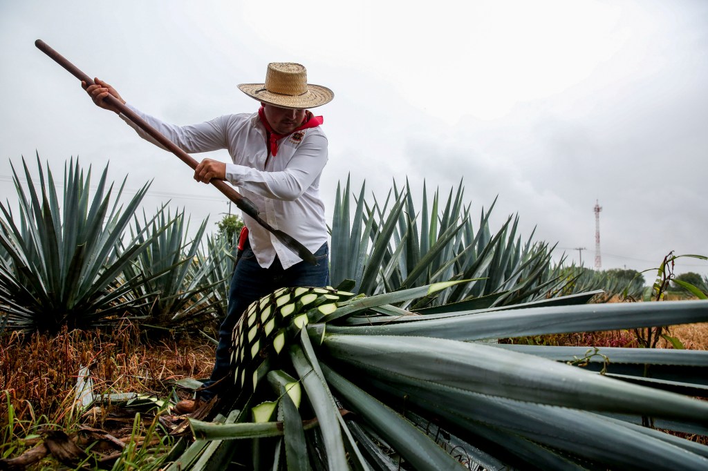 México logra cifra récord de 184 mdd en envío de alimentos al Reino&nbsp;Unido