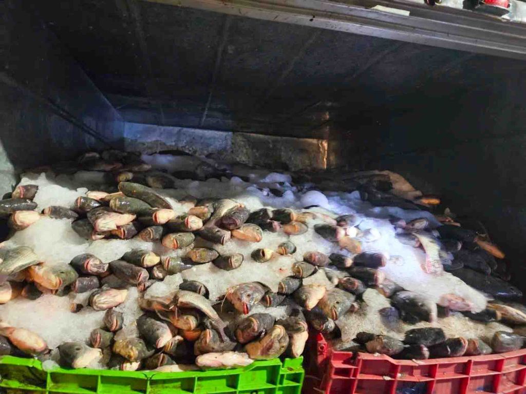#Conapesca asegura más de 400 toneladas de producto pesquero ilegal en&nbsp;junio