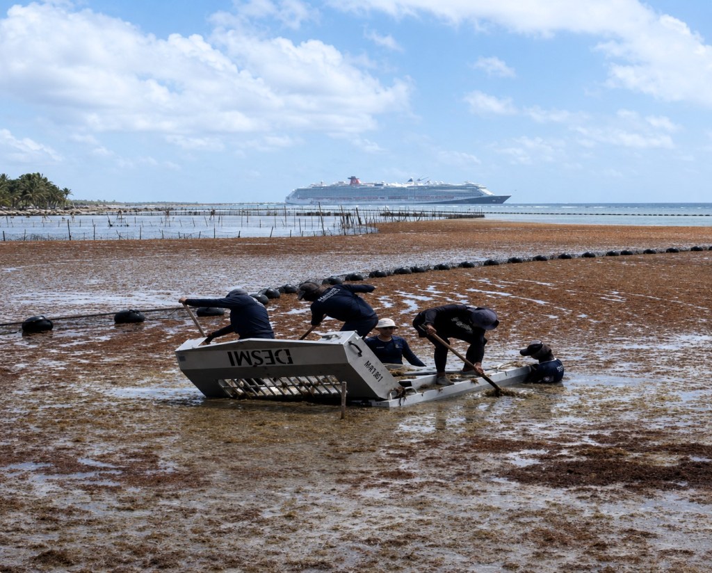 La #SEMAR a través de la Estrategia Integral para la Atención del Sargazo en el Caribe&nbsp;mexicano