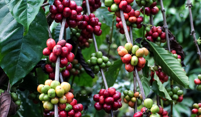 Destina Agricultura más de 30 mdp para proteger zonas cafetaleras en&nbsp;2026