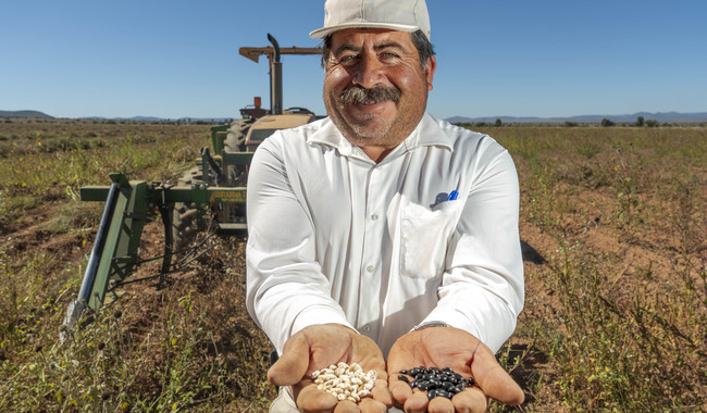 INIFAP fortalece la producción nacional de frijol con variedades mejoradas