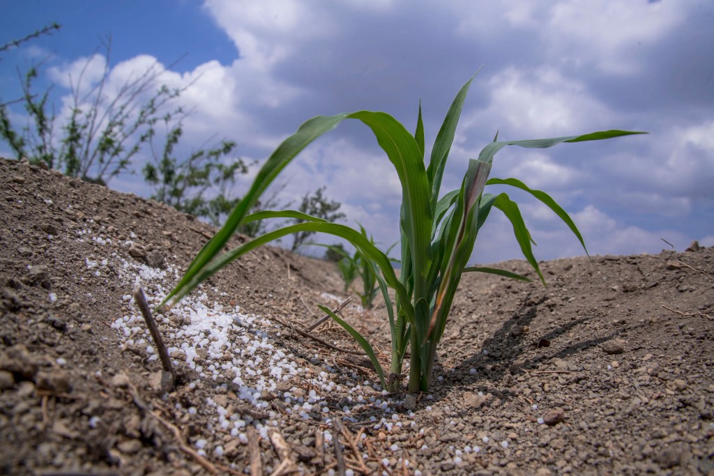 Fertilizantes para el Bienestar alcanza 95.9% de cobertura nacional e impacta a más de 814 mil mujeres&nbsp;productoras