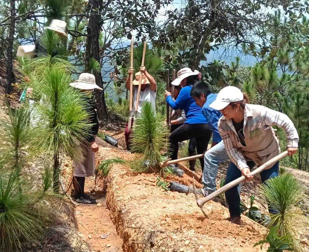 Llama AGRICULTURA a participar en la Jornada Nacional de Reforestación 2026