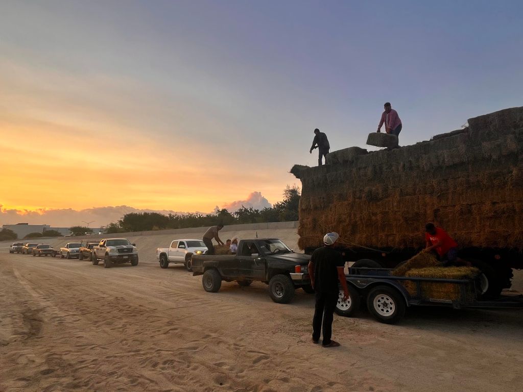 Beneficia Gobierno de Los Cabos a más de 1,850 productores ganaderos con alfalfa a bajo&nbsp;costo
