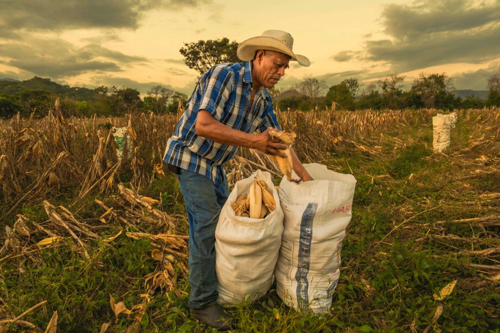 Garantiza Gobierno de México abasto de maíz blanco en Guerrero con reservas estratégicas y acopio histórico