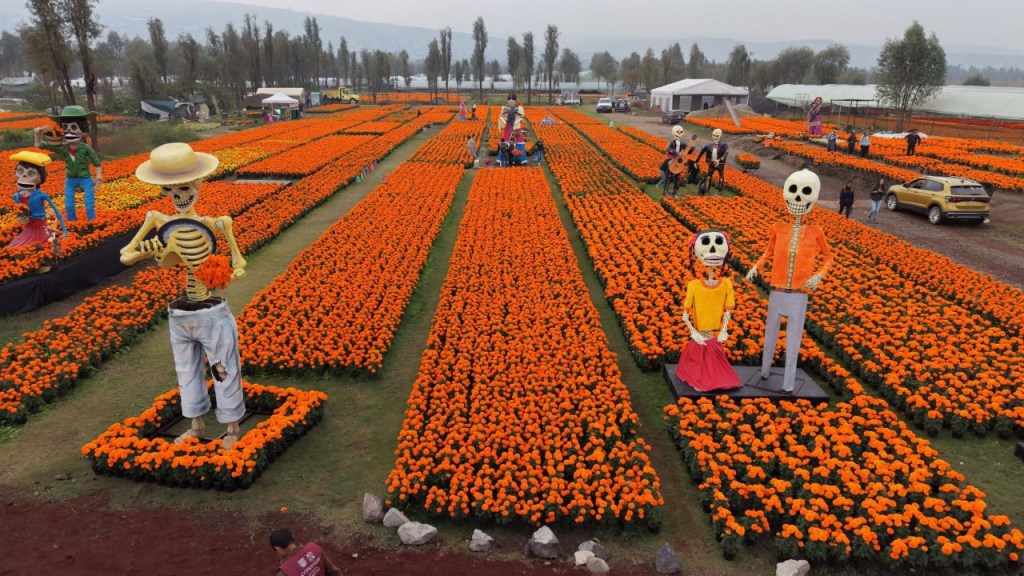 Xochimilco y Tláhuac, los motores de la producción de cempasúchil en la Ciudad de México.
